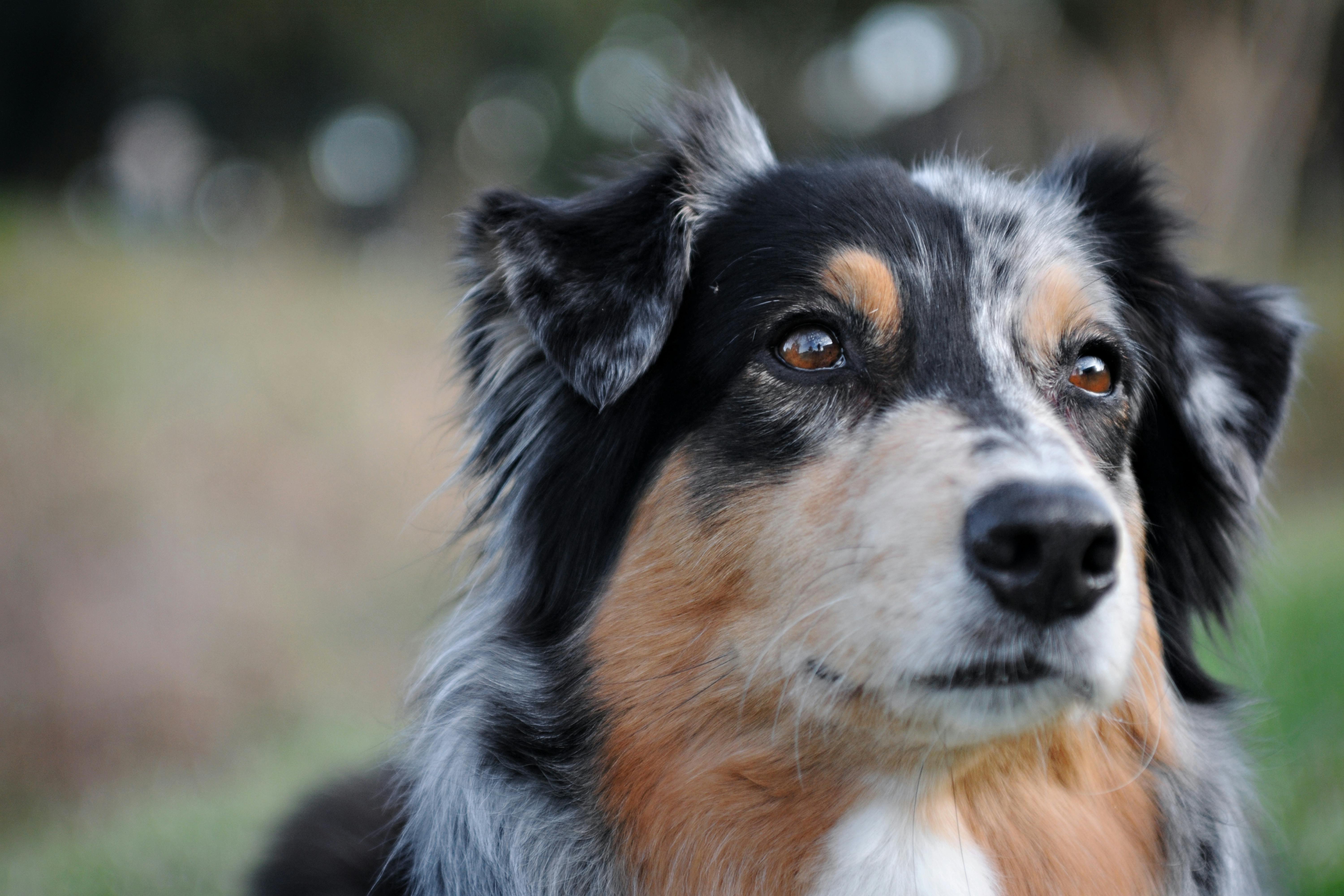 Australian Shepherd Weight Calculator