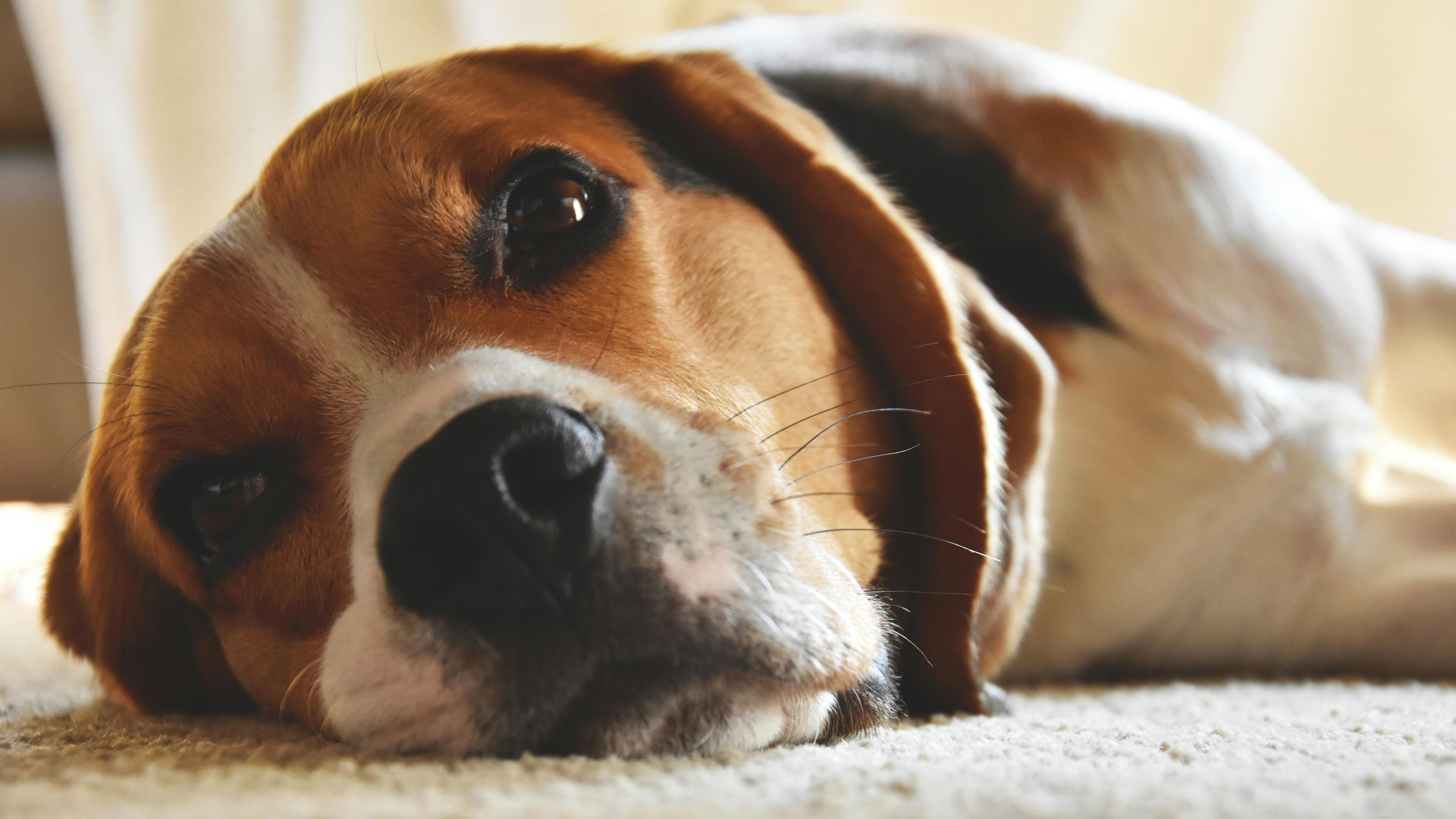 Beagle Weight Calculator | Healthy Weight for 13-Inch & 15-Inch Beagles