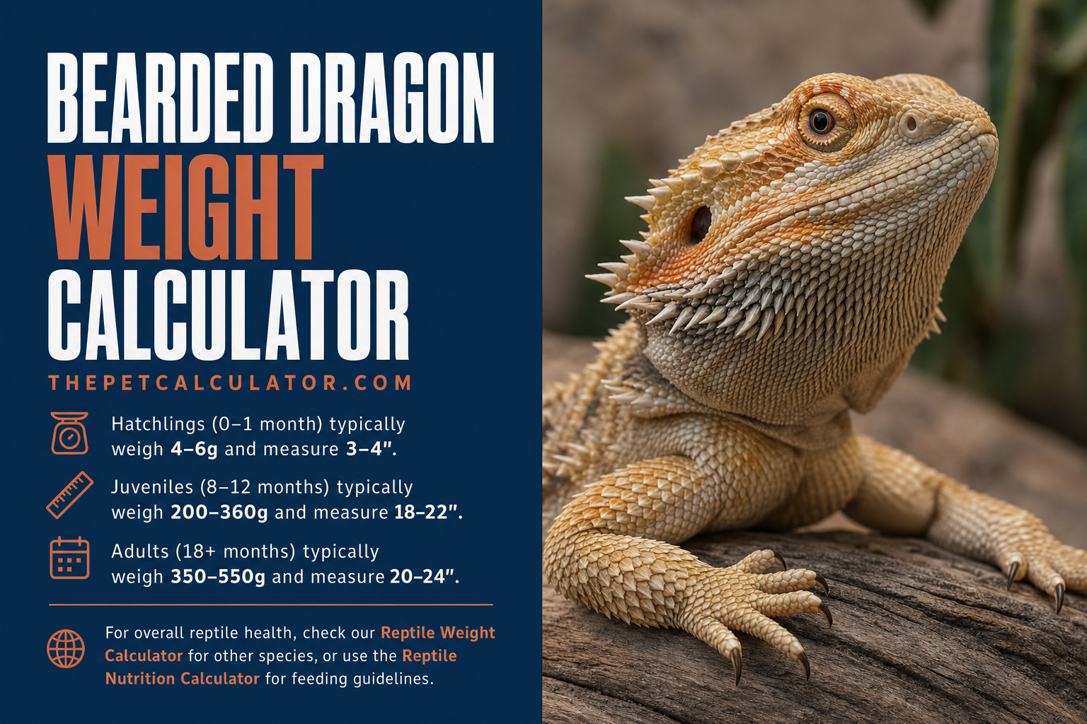 Bearded Dragon Weight Calculator — Ideal Weight by Age | Free Tool