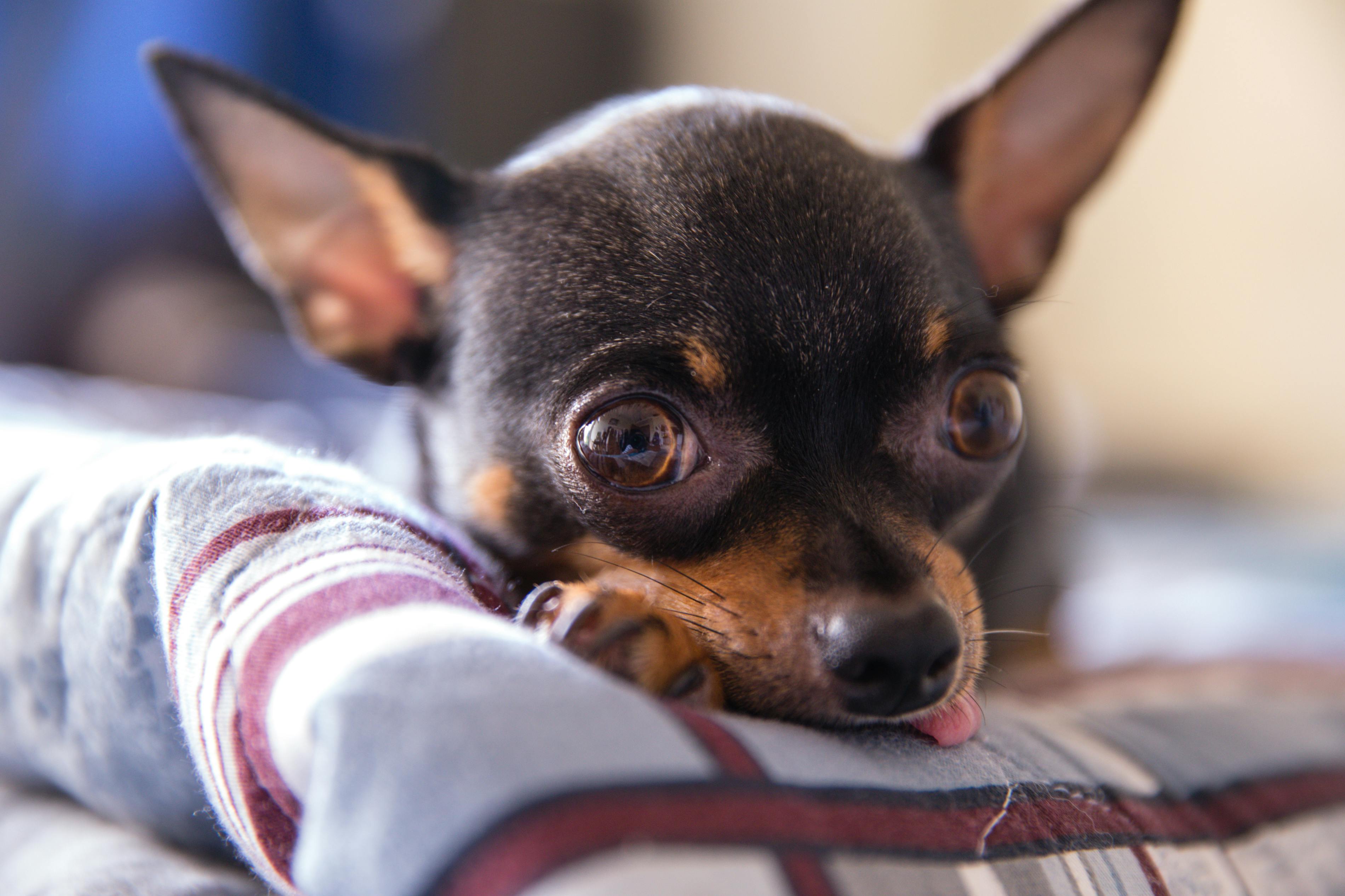 Chihuahua Weight Calculator