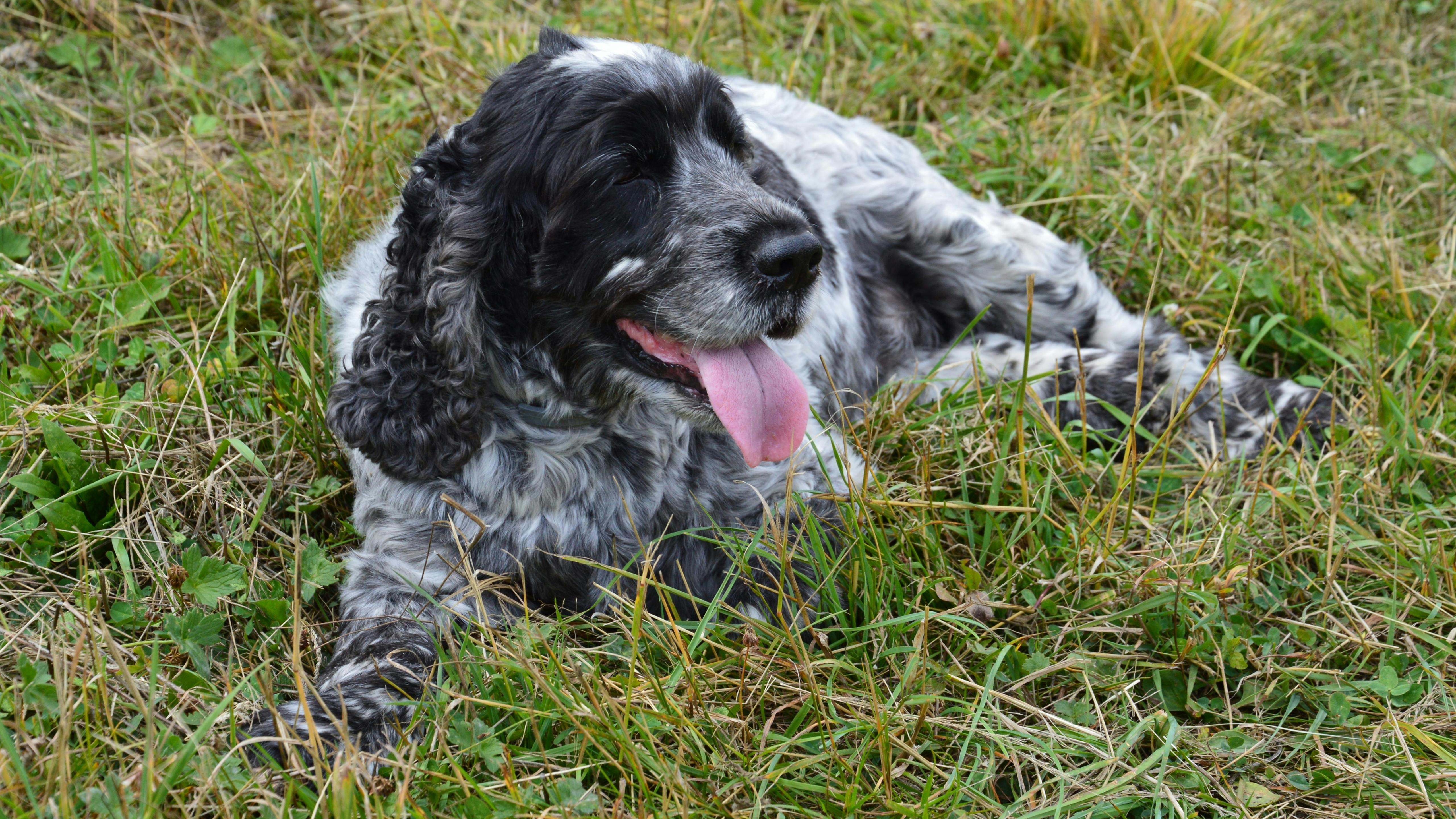 Cocker Spaniel Weight Calculator
