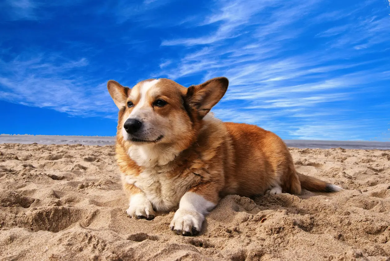 Corgi (Pembroke Welsh) weight calculator
