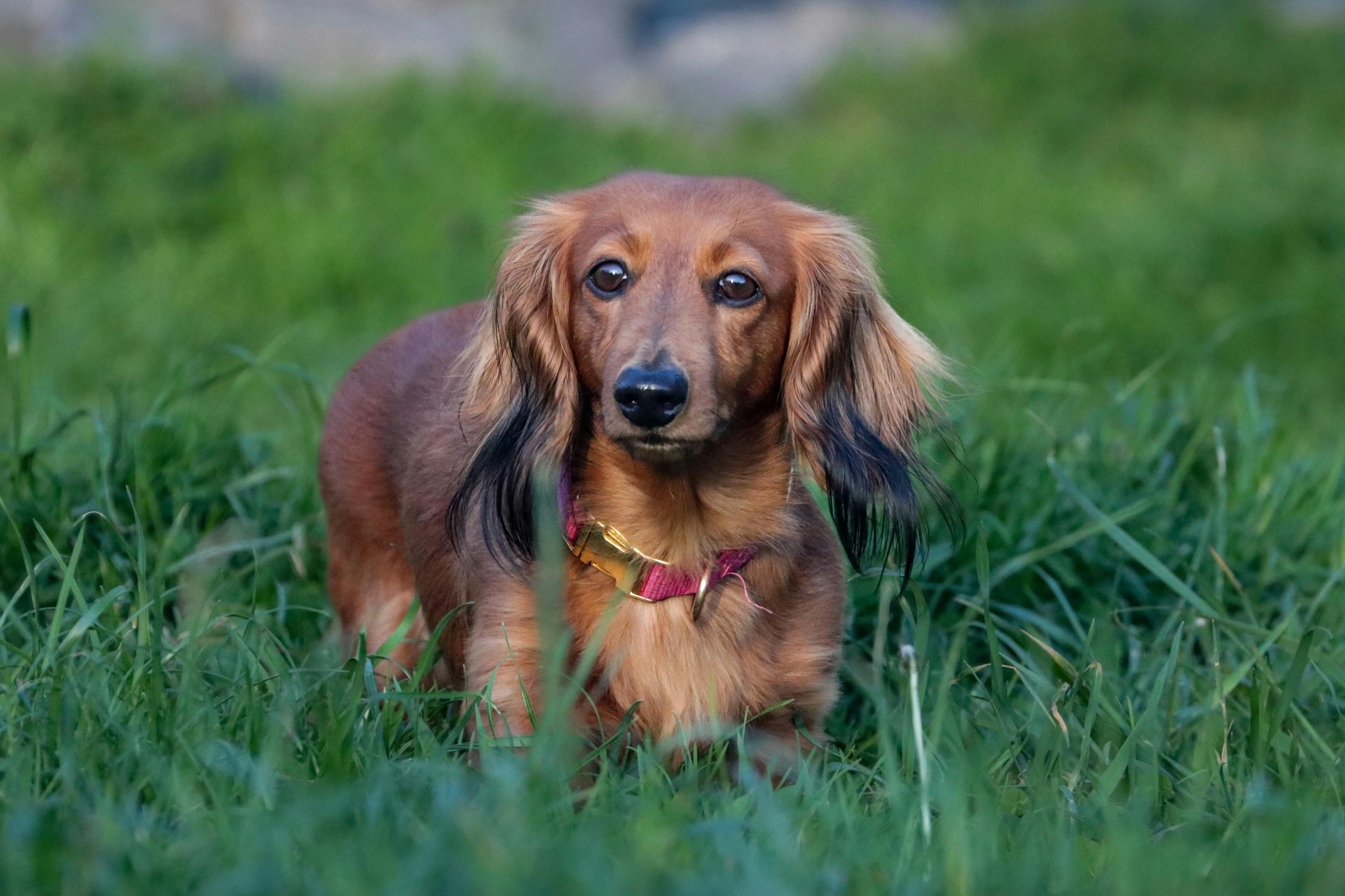 Dachshund Weight Calculator