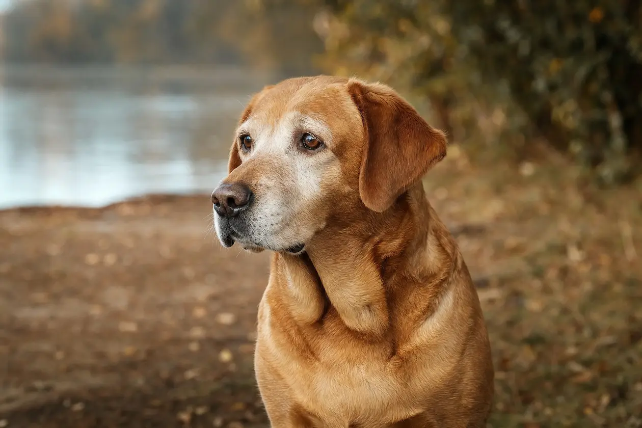 Dog nutrition calculator hero image