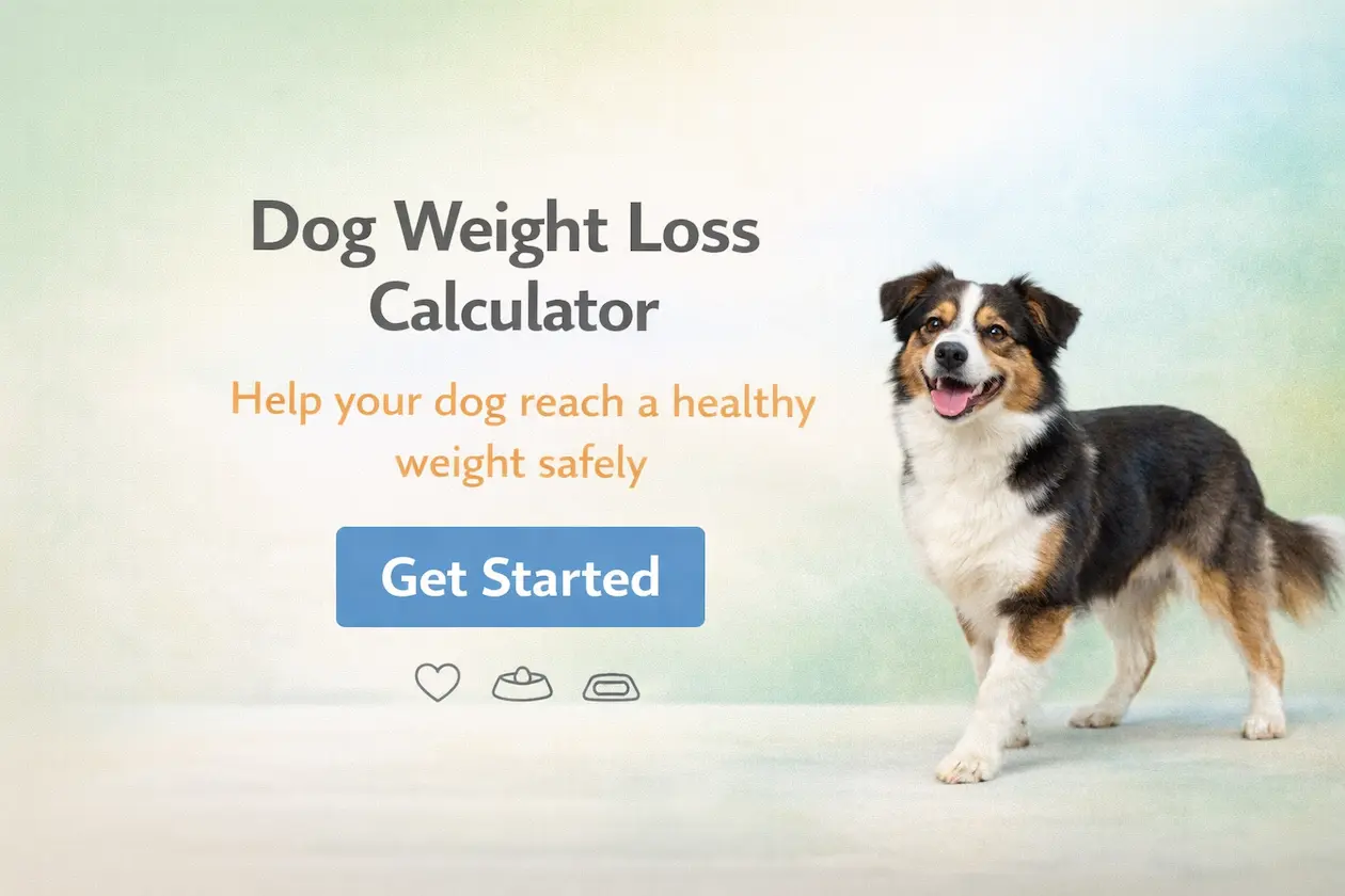 Dog weight loss calculator hero image - black white and brown long coated dog