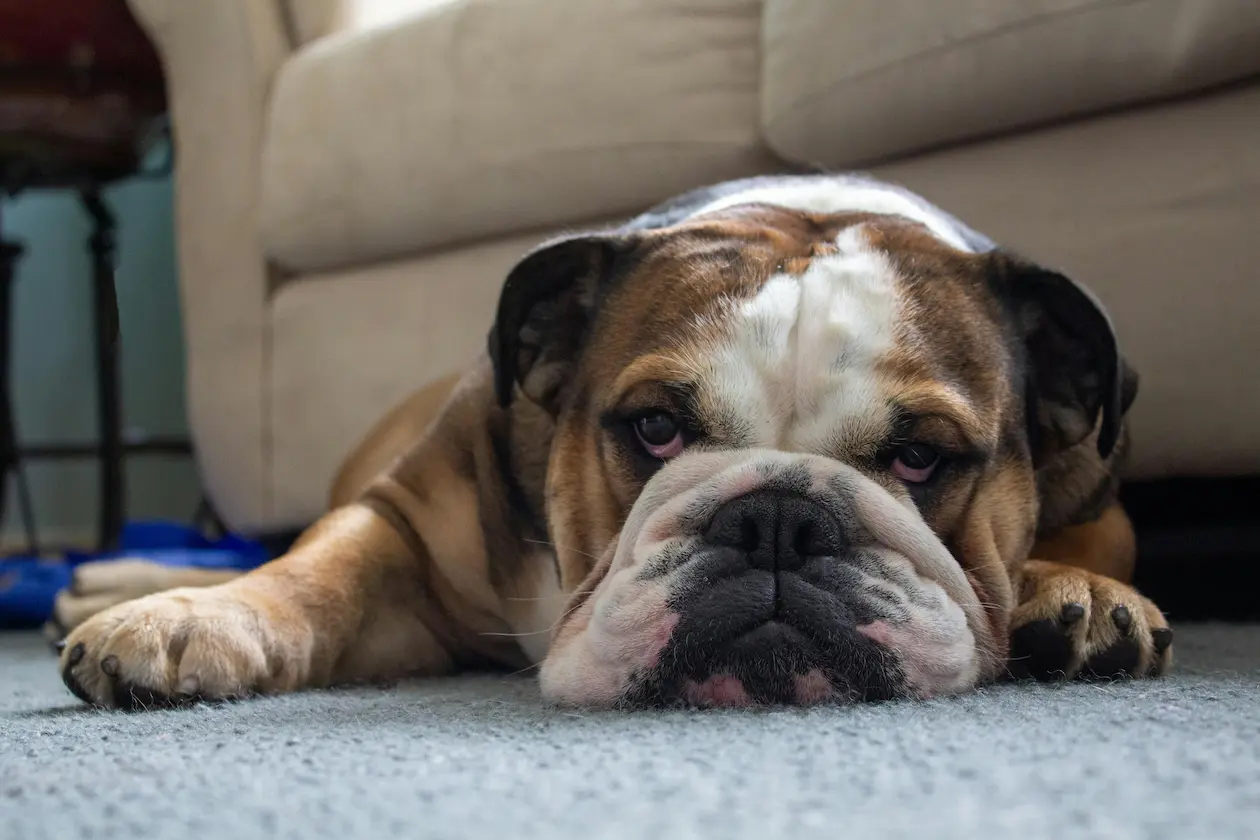 English Bulldog weight calculator
