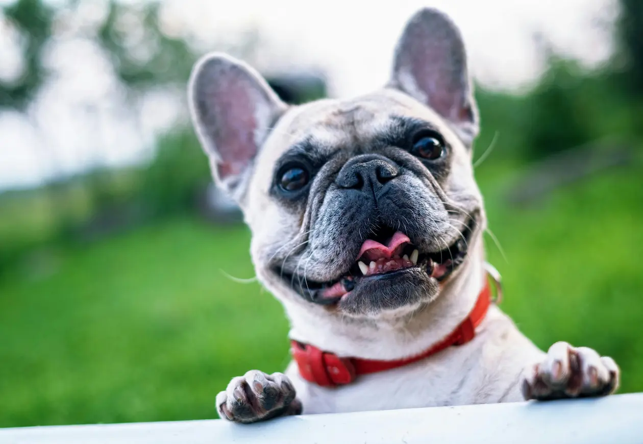French Bulldog weight calculator