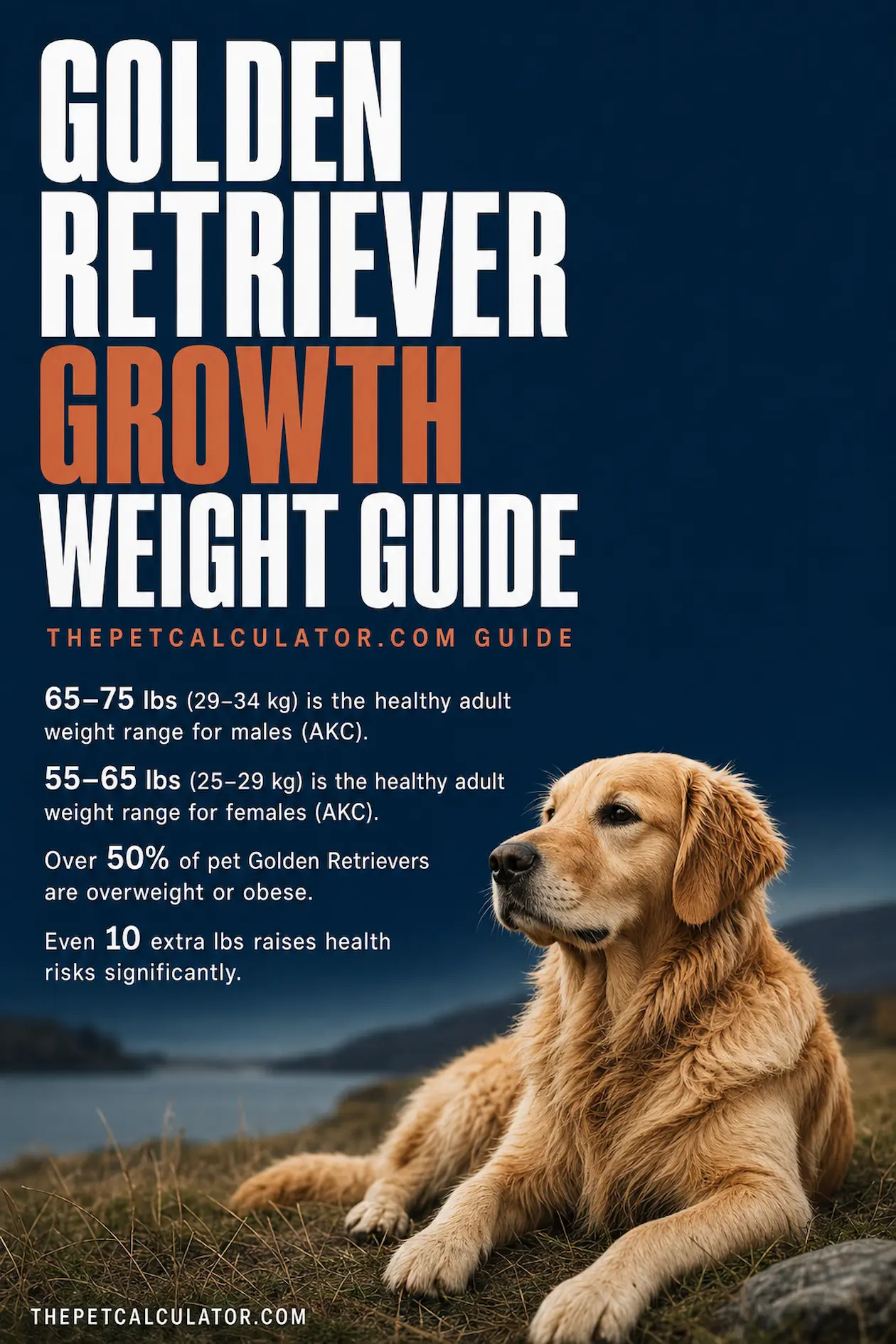 Golden Retriever growth and weight guide infographic — puppy weight milestones from 8 weeks to adult, male vs female comparison, and healthy weight chart by age