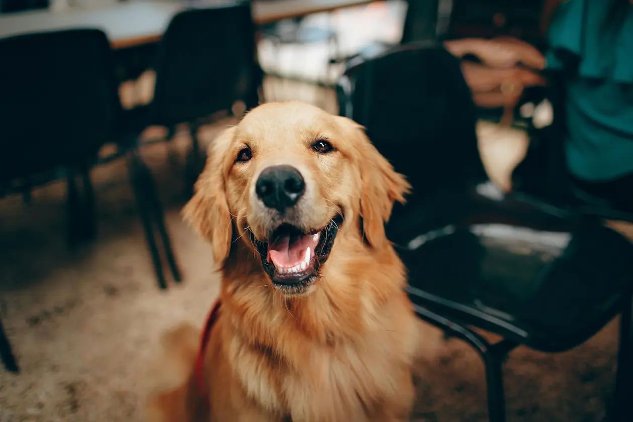 Golden Retriever weight calculator