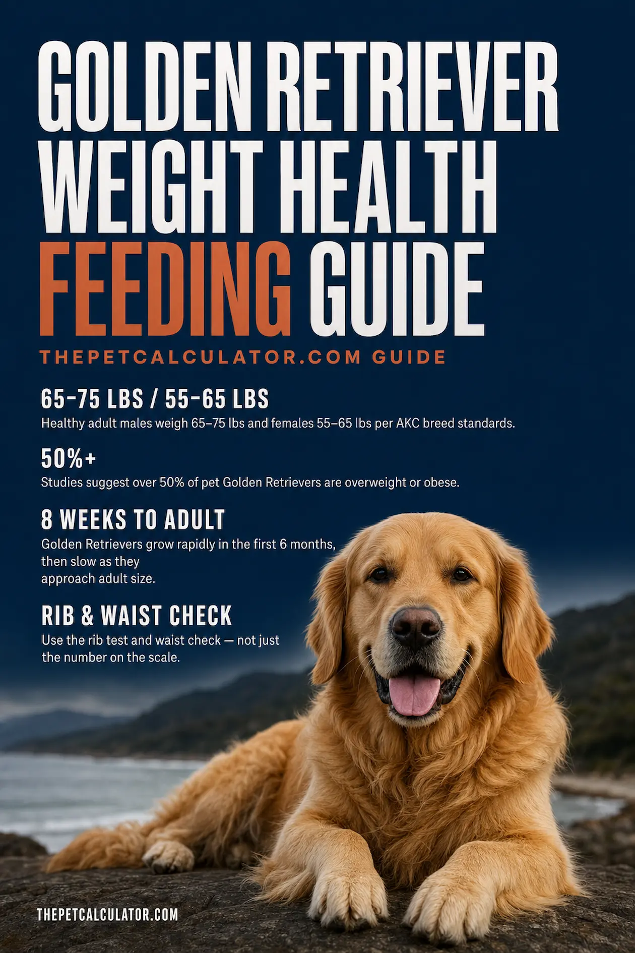 Golden Retriever weight and health feeding guide infographic — caloric needs by life stage, body condition score, cancer and hip dysplasia prevention tips