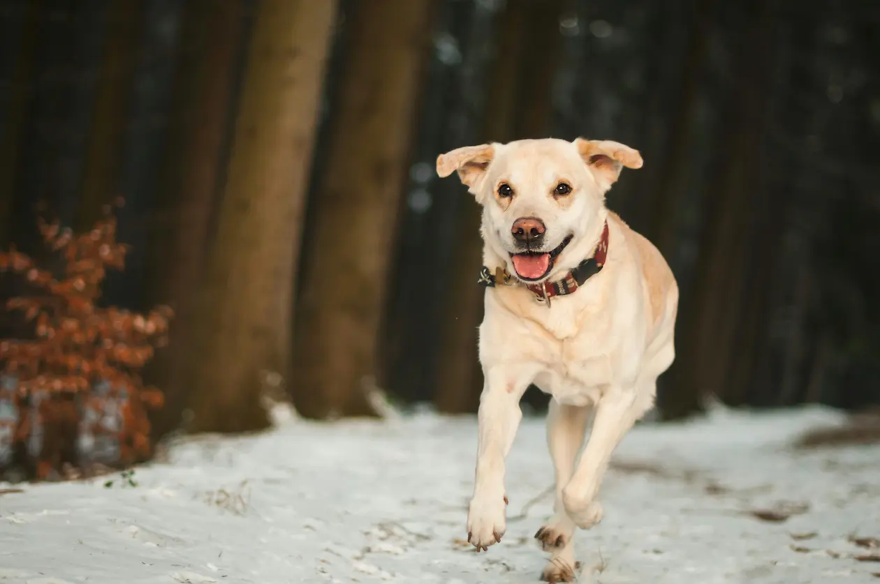 Labrador weight calculator
