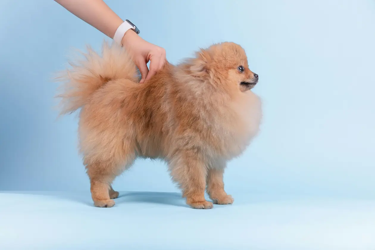 Pomeranian weight calculator