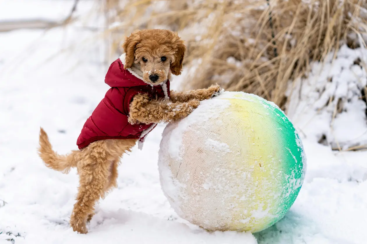 Poodle weight calculator