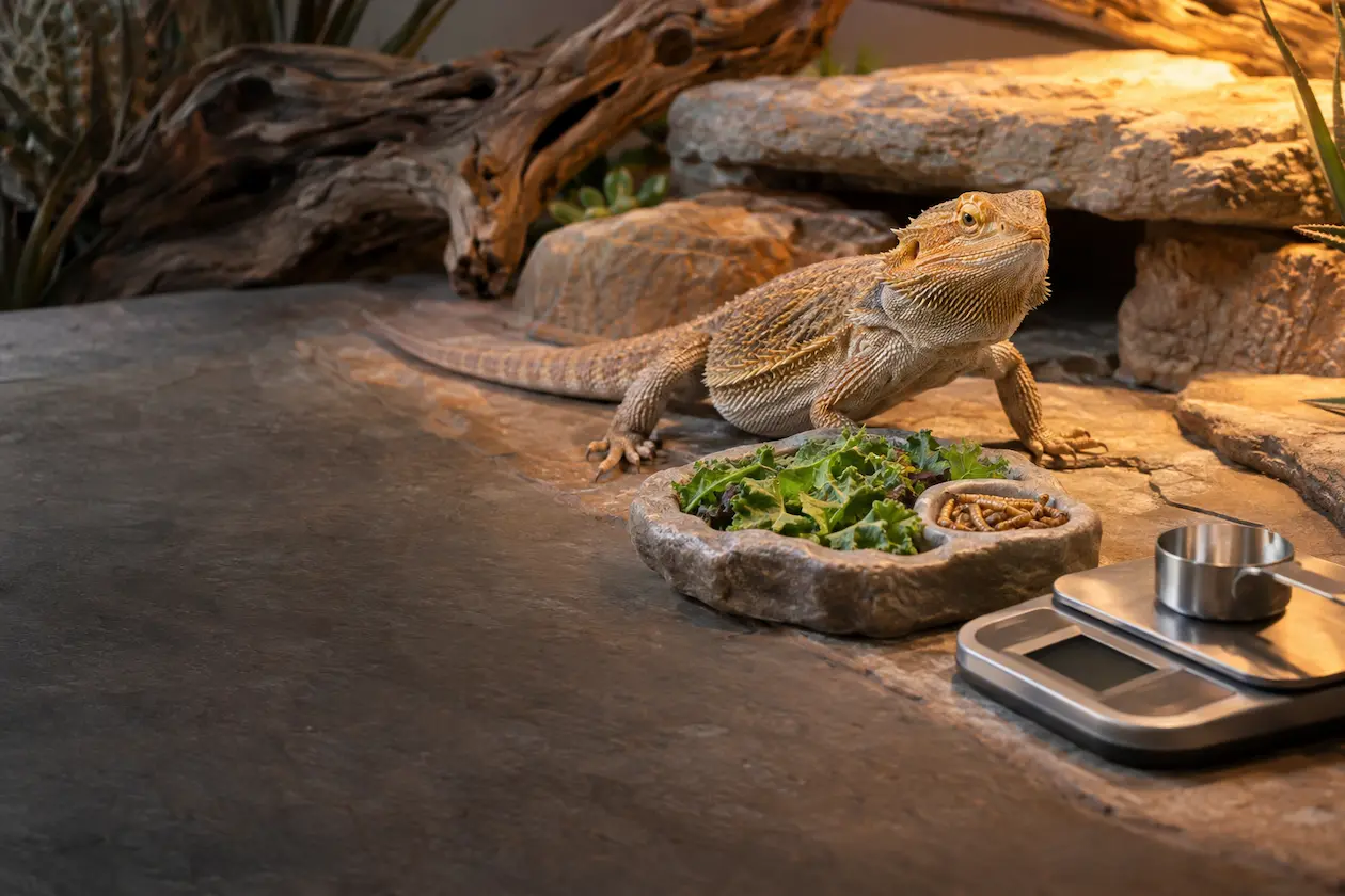 Reptile nutrition calculator hero image