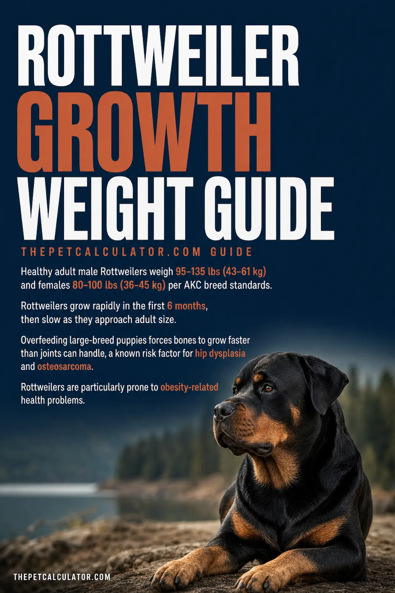 Rottweiler growth and weight guide infographic — puppy weight milestones from 8 weeks to adult, male vs female comparison, and healthy weight chart by age