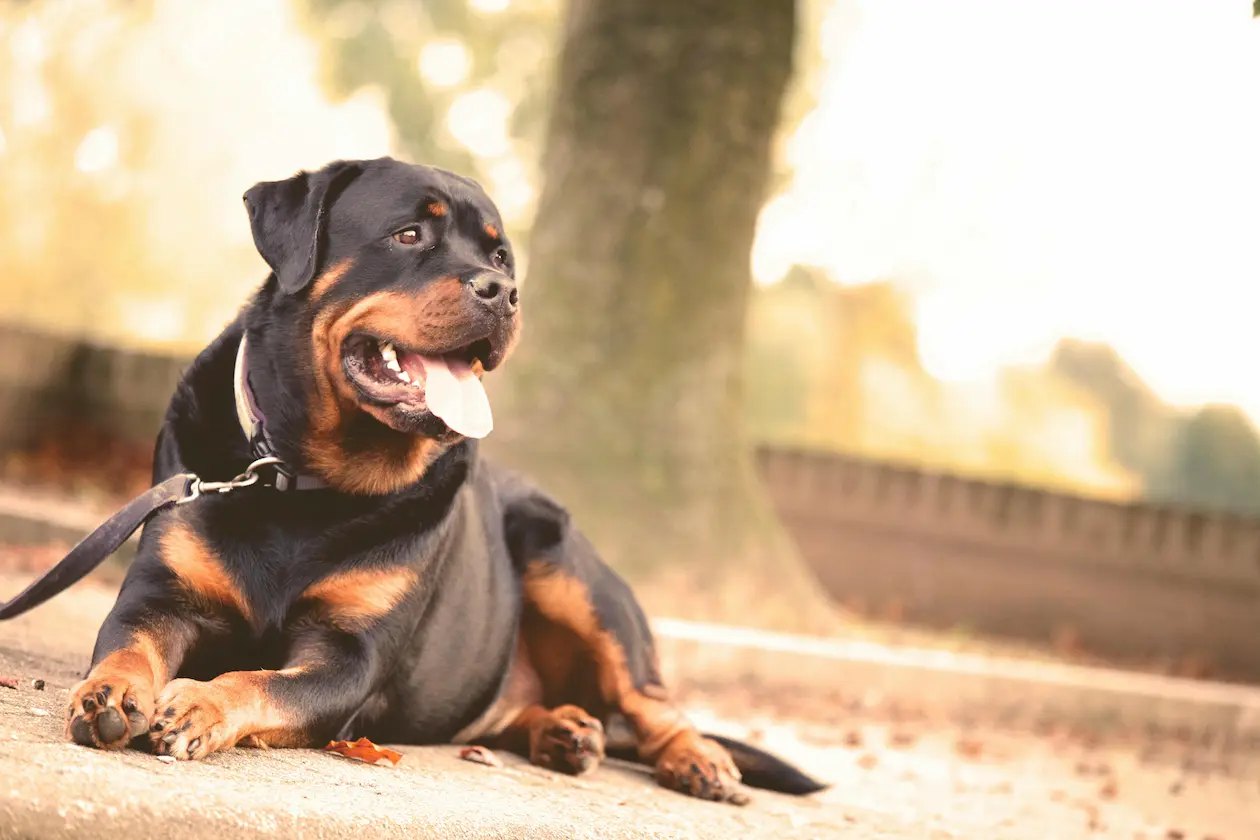 Rottweiler weight calculator