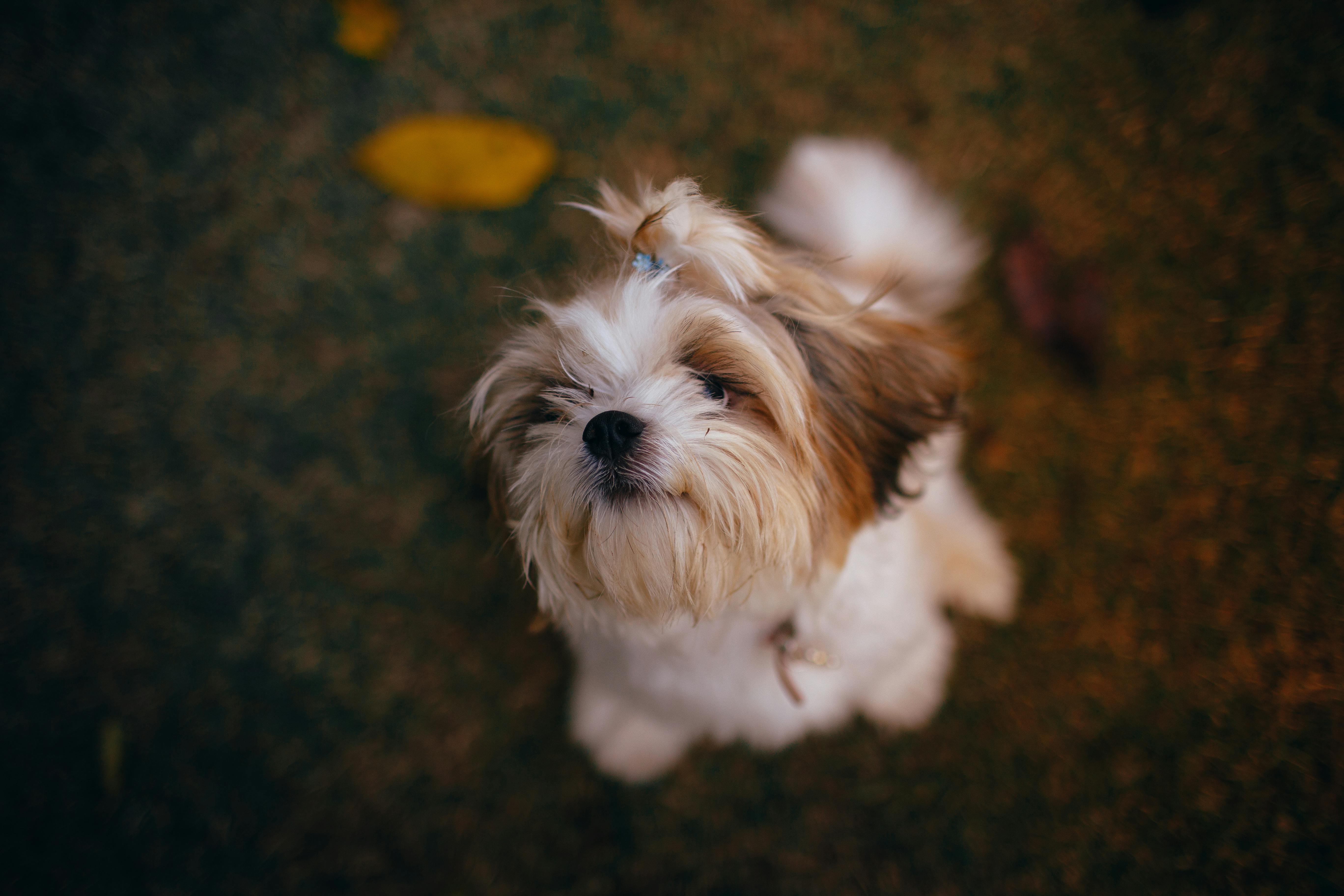 Shih Tzu Weight Calculator