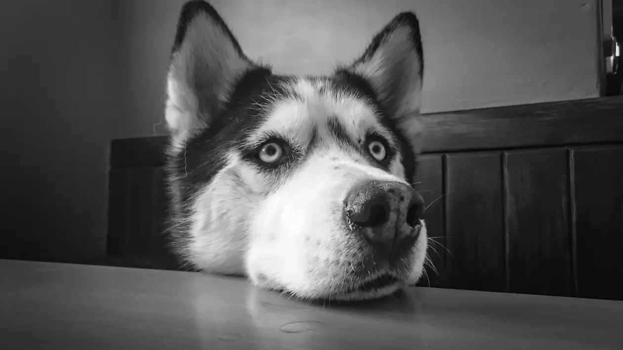 Siberian Husky weight calculator